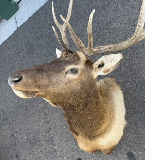 Elk Shoulder Mount – Auction