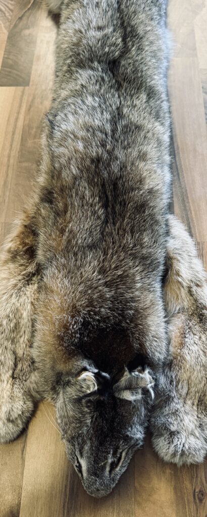 Tanned Lynx Pelt Raffle